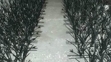 حفاظ شاخ گوزنی دیوار در قم