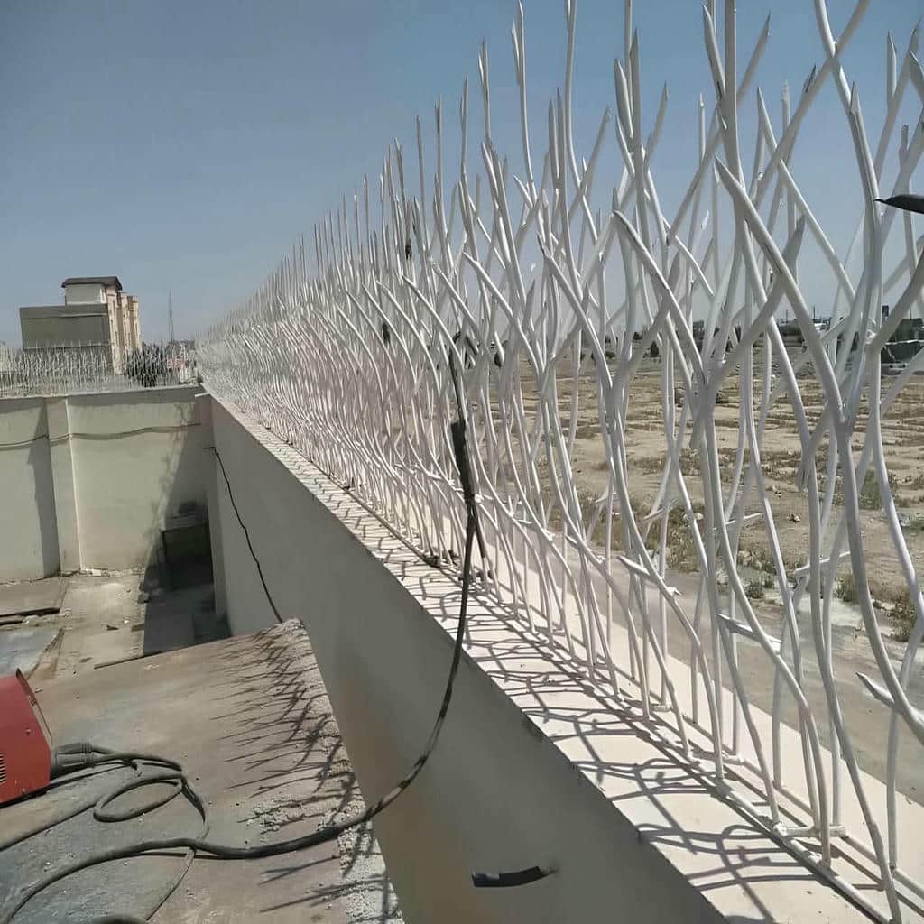 حفاظ شاخ گوزنی دیوار در آمل
