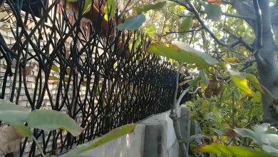 fence-wall-protection-deer-antler-spear-aoy حفاظ شاخ گوزنی دیوار در هشتگرد