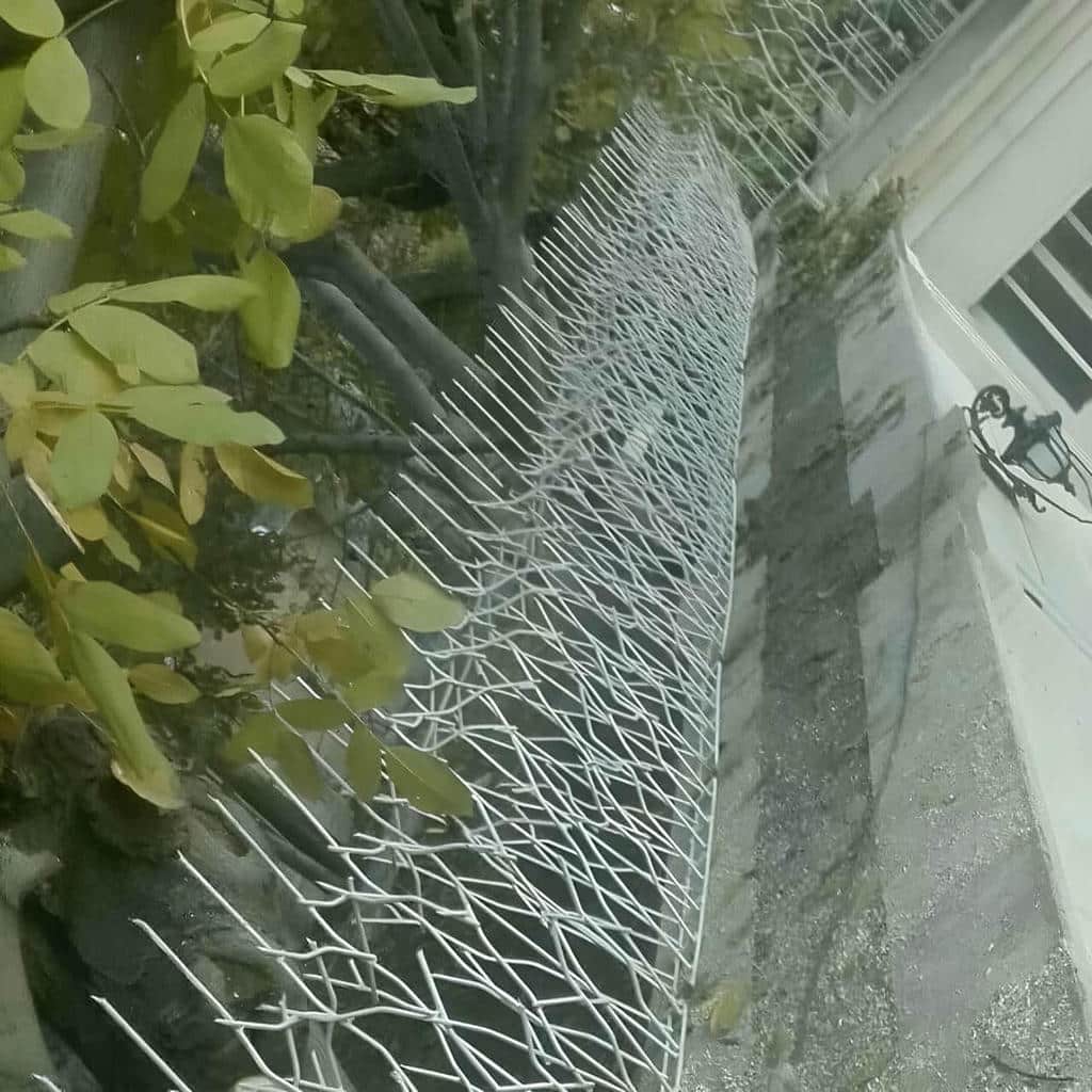 خرید حفاظ شاخ گوزنی دیوار مسکونی در بندر بوشهر