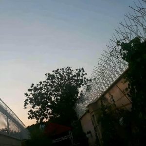 حفاظ شاخ گوزنی دیوار در بندر لنگه