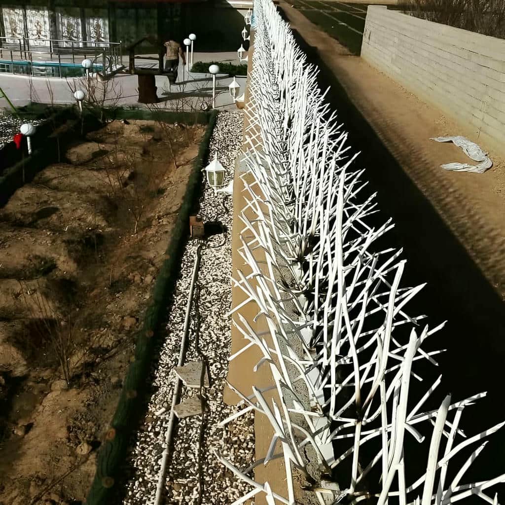 حفاظ شاخ گوزنی دیوار در استان گلستان