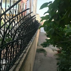 حفاظ شاخ گوزنی دیوار در ساوه