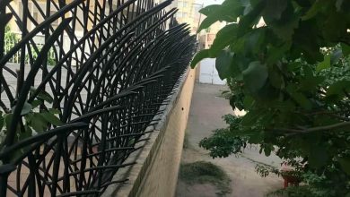 حفاظ شاخ گوزنی دیوار در ساوه