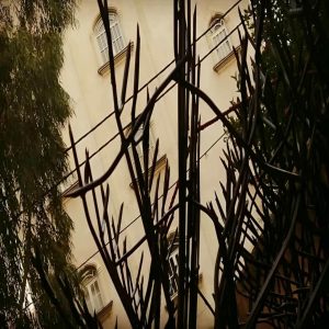 حفاظ شاخ گوزنی دیوار در بیرجند