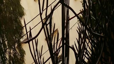 fence-wall-protection-deer-antler-spear-rd حفاظ شاخ گوزنی دیوار در بیرجند