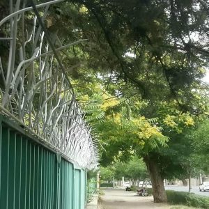 حفاظ شاخ گوزنی دیوار در بومهن