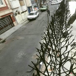 حفاظ شاخ گوزنی دیوار در اصفهان
