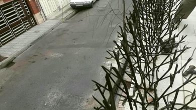 حفاظ شاخ گوزنی دیوار در اصفهان