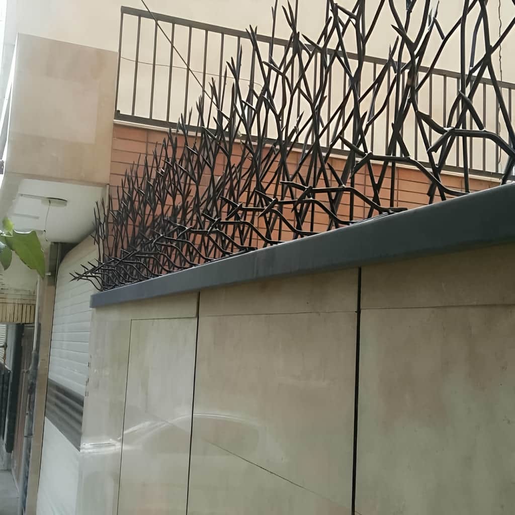 حفاظ شاخ گوزنی با تراکم مناسب شاخه